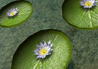 White Star Lilly