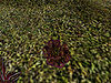 Wildlife-ornamental-cabbage.jpg