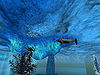 Wildlife-fantailed-icefish.jpg
