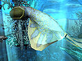 Thumbnail for version as of 11:36, 26 February 2016
