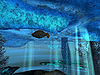 Wildlife-striped-rockfish.jpg